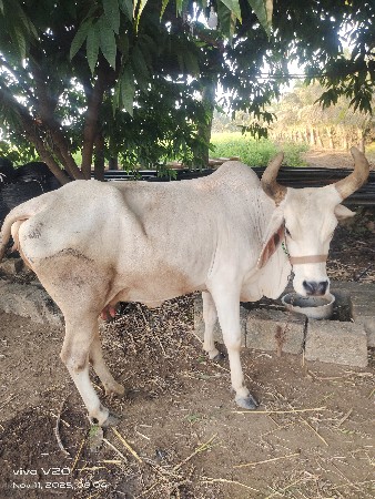 થંબનેલ 2