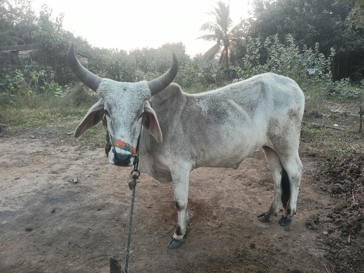 થંબનેલ 3