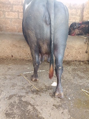 थंबनेल 3