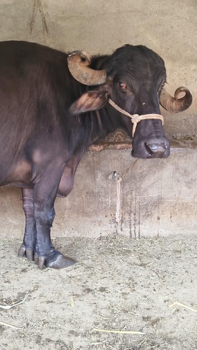 થંબનેલ 5