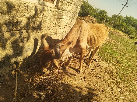 chalu balad vechva na che