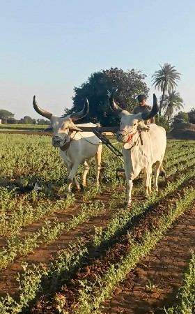 બળદ વેચવાના છે
