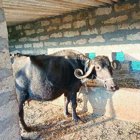 ભેંસ બીજું વેતર