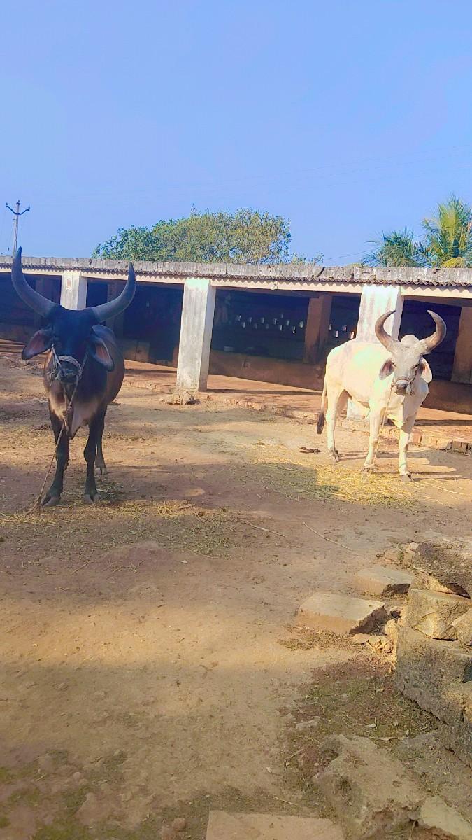 બળદ વેચવાના છે
