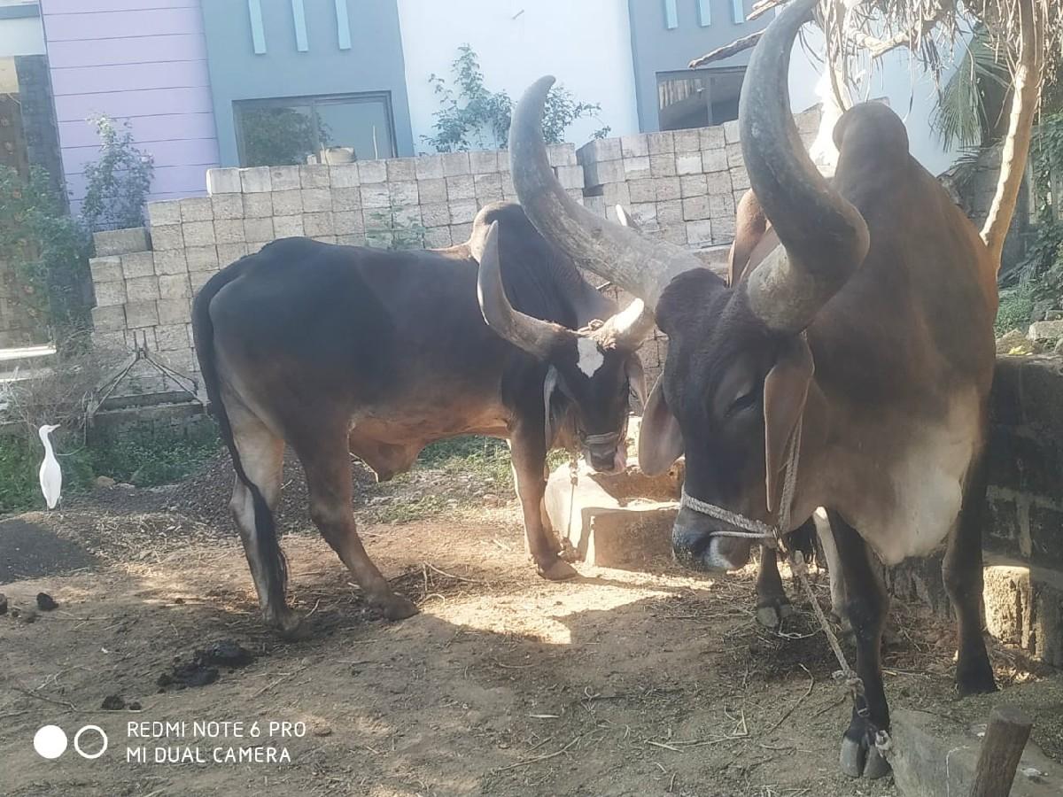 બળદ વેચવાના