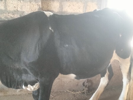 આ હોડકી દેવાની છે