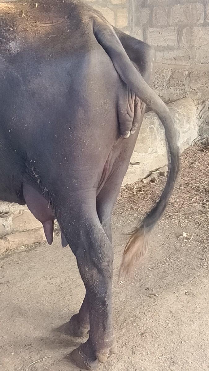 थंबनेल 3