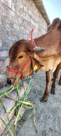 વોડકી વેચવાની છે