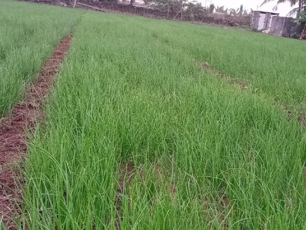 ડુંગળી નો રોપ