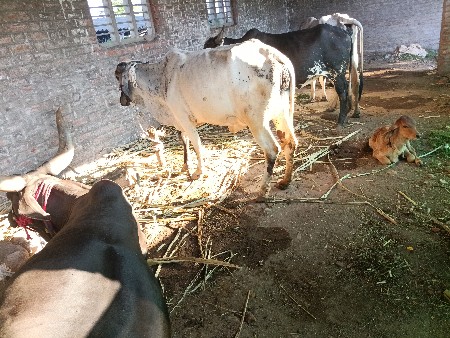 પેલુવેતરલીલડીગાયવેસવાનીછે