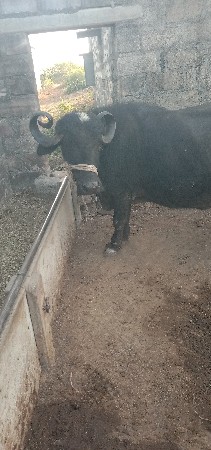 थंबनेल 3