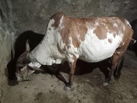 વેસ્વાની છે