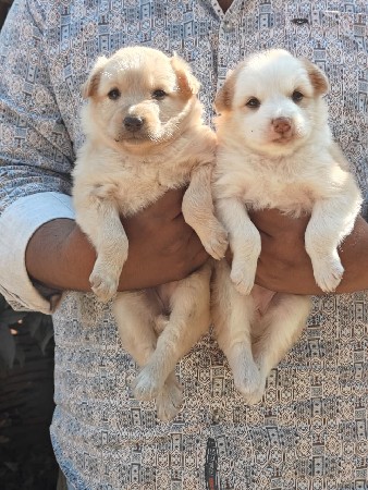 વેચવાના છે બે ફિમેલ ડોગ