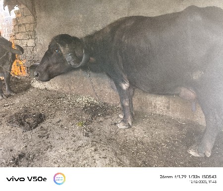 થંબનેલ 2