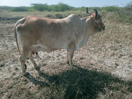 ગાય છે