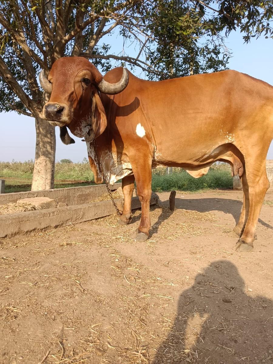 થંબનેલ 2