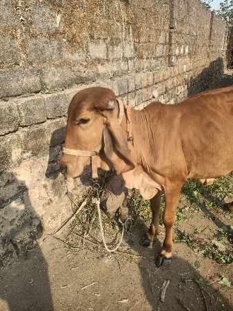 થંબનેલ 2