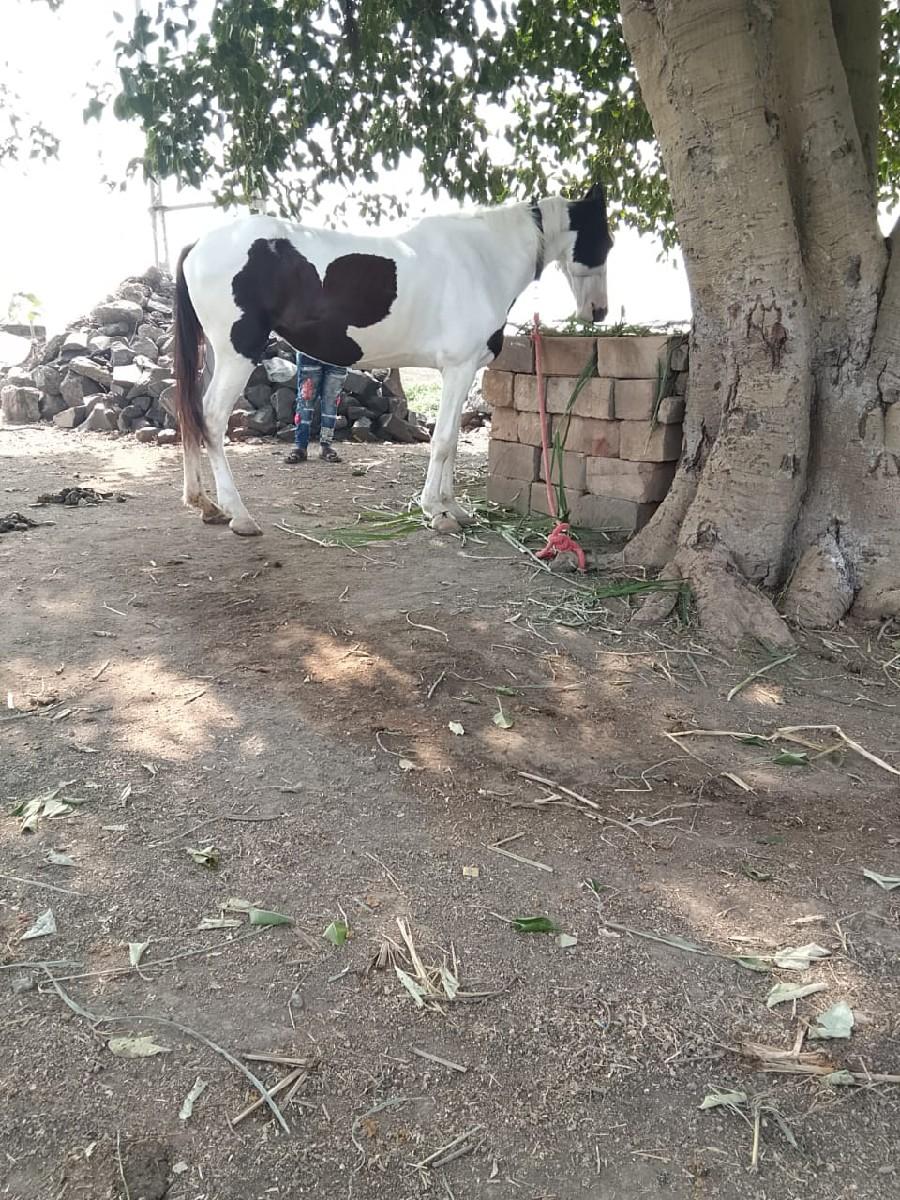 ઘોડી.દેવાની.છે