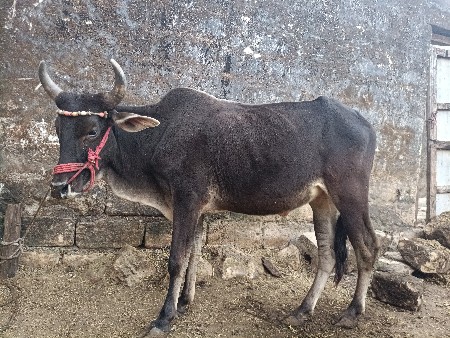 થંબનેલ 3