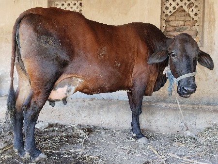 થંબનેલ 2