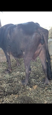 ભેંસ વેચવાની સે