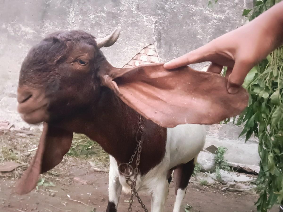 super quality ni bakri che
