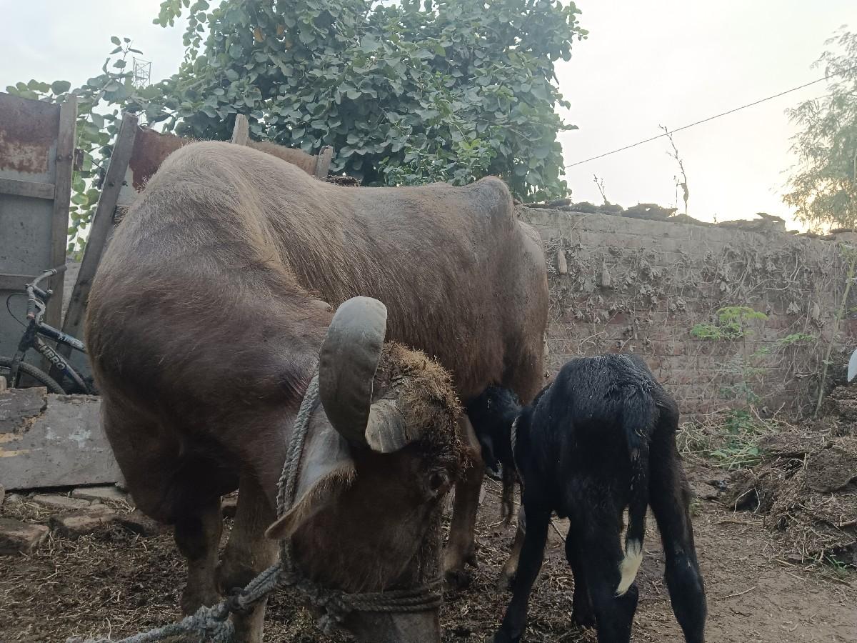 थंबनेल 2