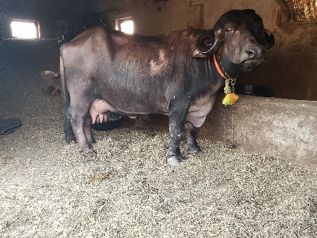 थंबनेल 3