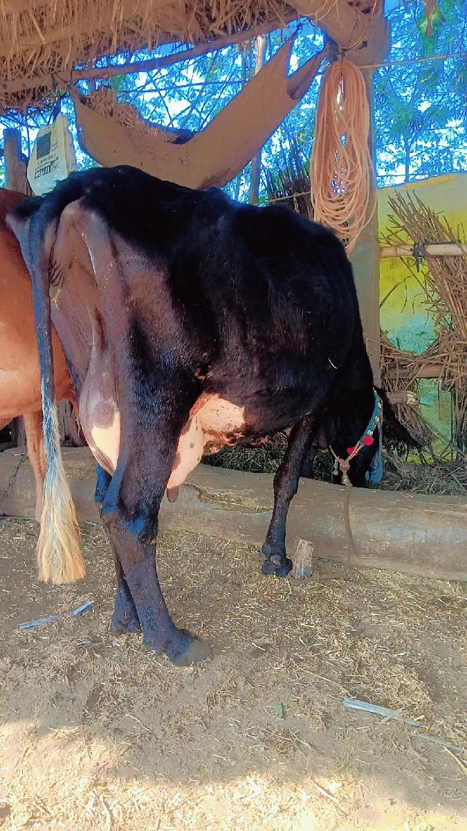 થંબનેલ 2