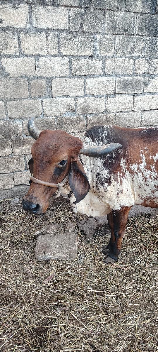 ગાય વેસવાની છે
