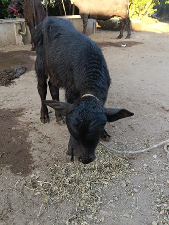 थंबनेल 3