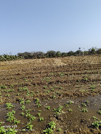 g 20 નું માંડવિયું વેચવાનું સે