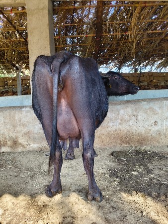 ભેંસ વેચવાની છે