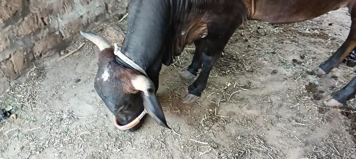 થંબનેલ 3