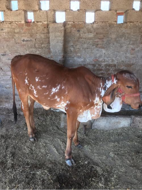 બે વાછડી ઓ વેચવાની છે