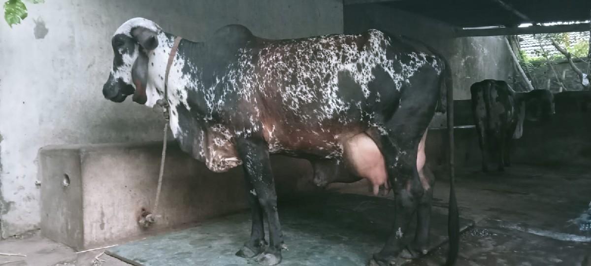 થંબનેલ 3