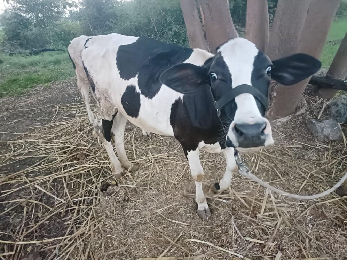 થંબનેલ 3