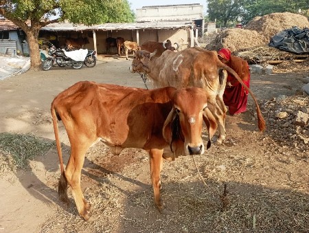 थंबनेल 2