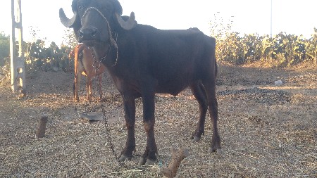 થંબનેલ 2