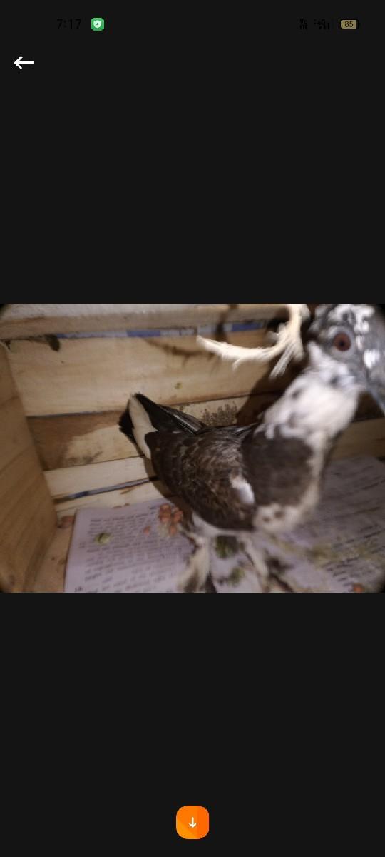 થંબનેલ 2