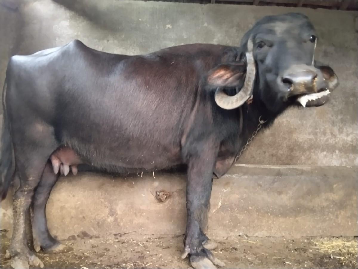 ભેંસ વેચવાની છે