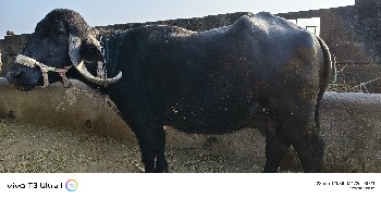 ભેંસ વેસવાની છે