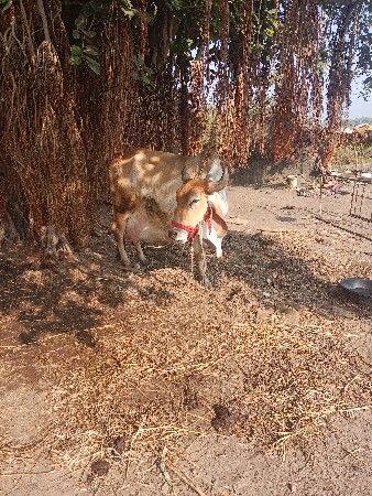 થંબનેલ 3