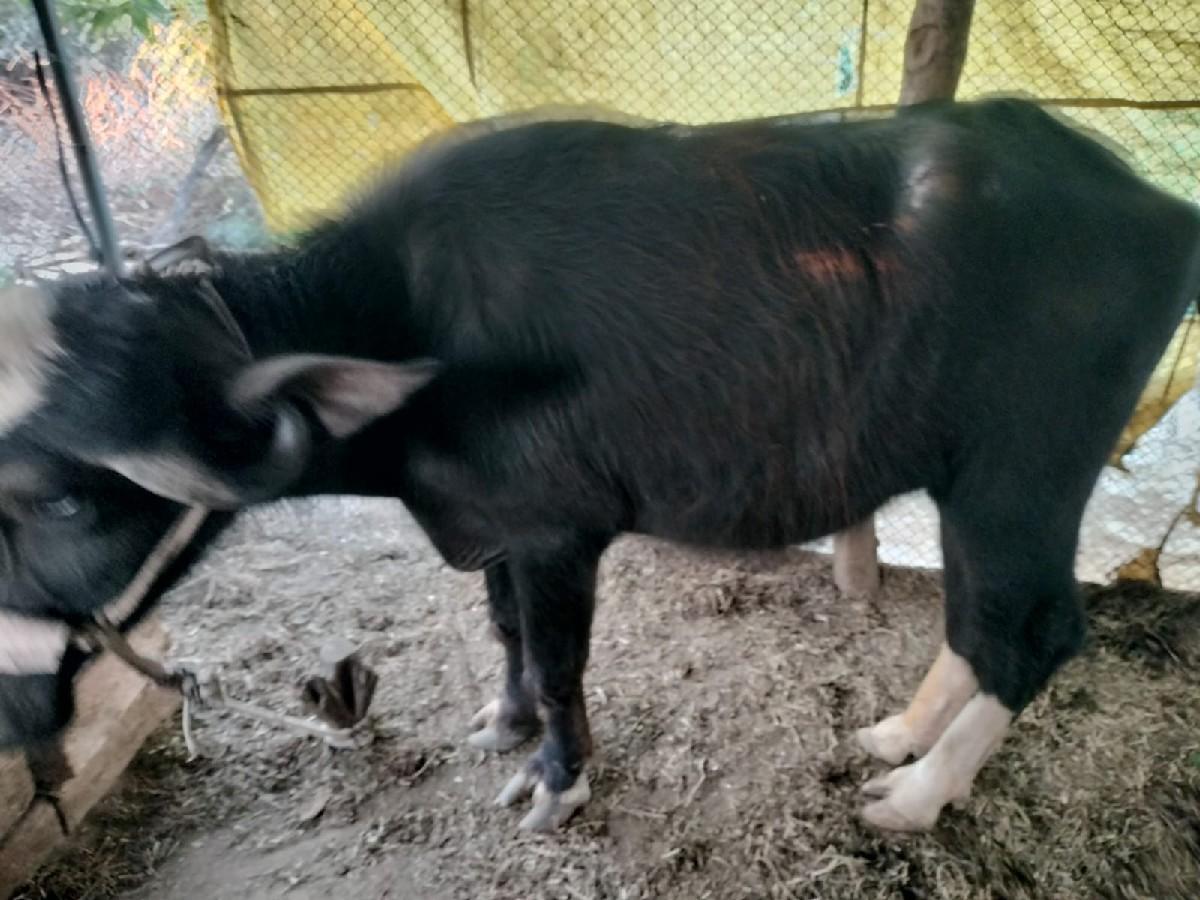 थंबनेल 3