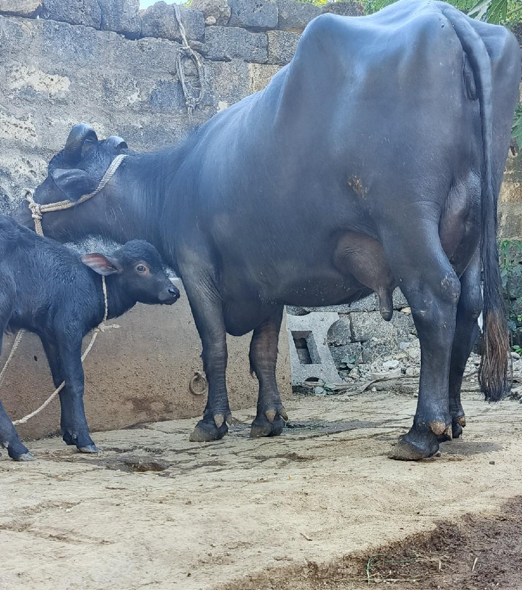 थंबनेल 3