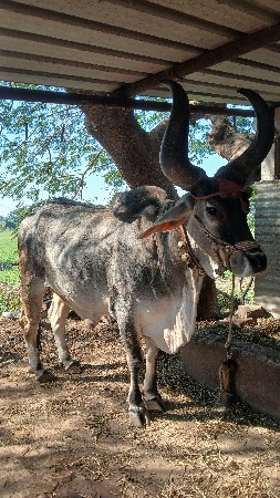 બળદ વેશવાના છે