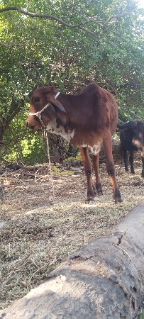 थंबनेल 2