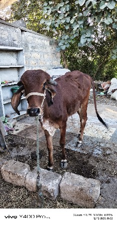 હોડકી વેચવાની છે