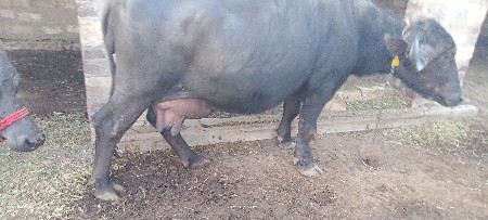 थंबनेल 2