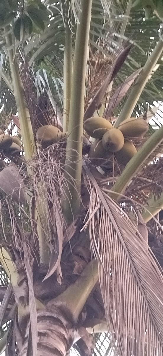 નારિયલ લીલા